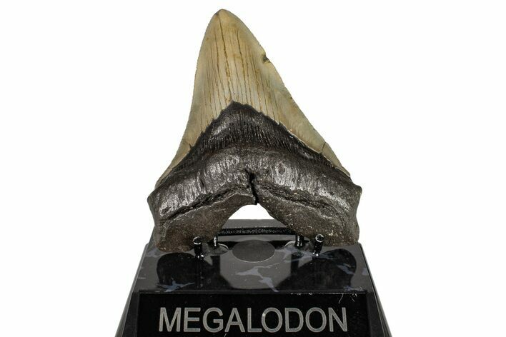 Serrated, Fossil Megalodon Tooth - North Carolina #245837